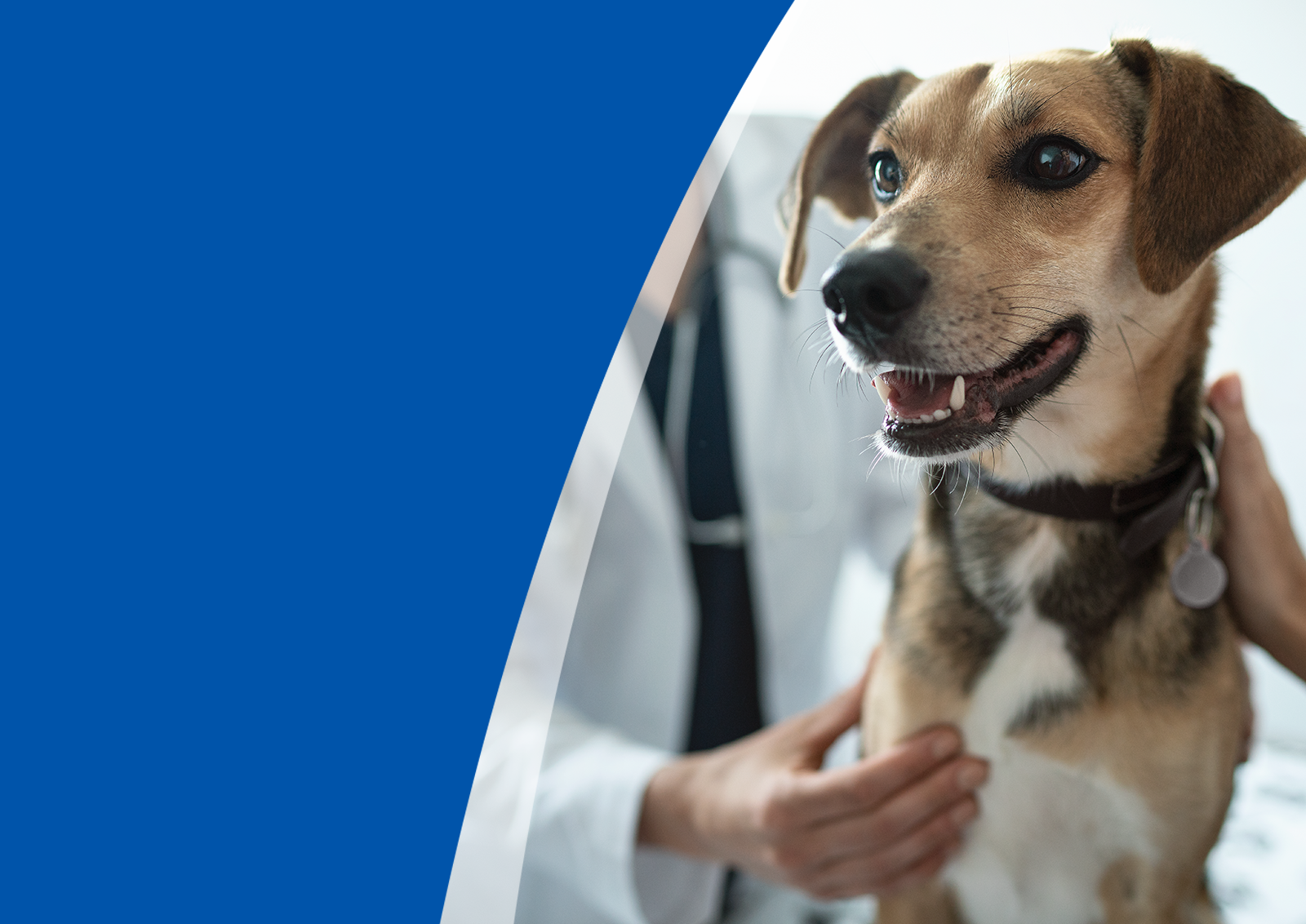 Hills pet nutrition ltd shop